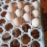 تخم نطفه دار درجه یک.ومصرف دارویی خوراکی.