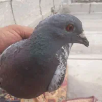 کبوتردورگ جوانه|پرنده|فاضل آباد, |دیوار