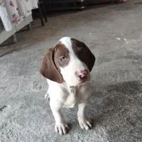 واگذاری سگ شکاری