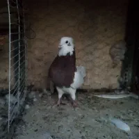 3تا طوقی