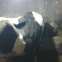 گاو شیری|حیوانات مزرعه|هیر, |دیوار