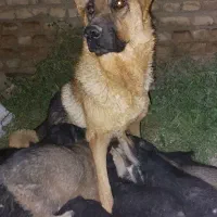 ژرمن ماده با طوله