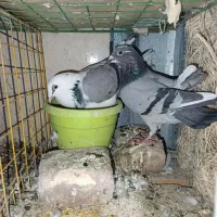 تعدادی کفتر