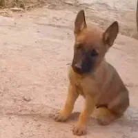 مالینویز مالینوز مالینوا سگ پرنده نگهبان مالی نوا