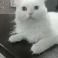 گربه ماده بالغ نژاد پرشین جهت جفت گیری