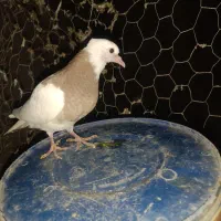 کبوتر طوقی|پرنده|دیواندره, |دیوار
