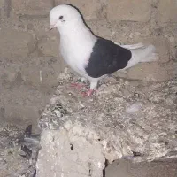 کبوترتک پر|پرنده|کلاله, |دیوار