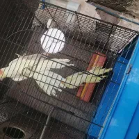 سلام دو عروس هلندی نر ماده فروش