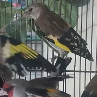 جوجه سهره نر ،سهره کرمانی نر