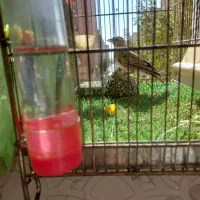 پرنده خوش آواز|پرنده|محمدیه-قزوین, |دیوار