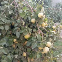 به مربای تازه و رسیده