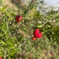 فروش باغ ۱۰۰۰ متری با موقعیت عالی|فروش زمین و ملک کلنگی|خوسف, |دیوار