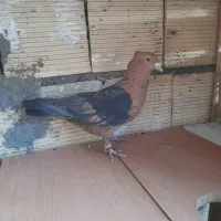 کبوتر ارشینگل