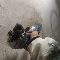 کبوتر پرشی|پرنده|شهرضا, |دیوار