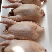 بلدرچین گوشتی پروارشده وچاق تحویل درب منزل رایگانه