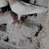 کفتر جوجه|پرنده|طرقبه, |دیوار