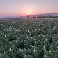 سیبزمینی|خدمات باغبانی و درختکاری|کشاورز, |دیوار