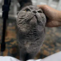 گربه اسکاتی ۱۶ ماهه