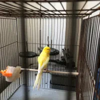 قناری رسمی بلند|پرنده|فردیس, فردیس|دیوار