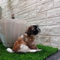 توله شیتزو مالتیز۳ماهه ماده