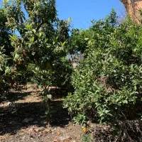 فروش خانه سرا|فروش زمین و ملک کلنگی|طبقده, |دیوار