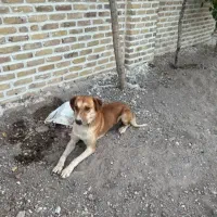 سگ لابرادو نگهبان