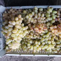 انگور سوپر لوکس درجه یک
