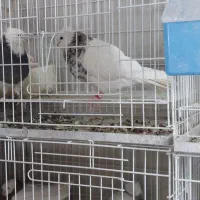 کبوتر،کفتر،طوقی،هفترنگ