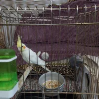 جفت عروس زیبا|پرنده|سیرجان, |دیوار