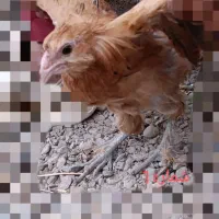 انواع مرغ و خروس نژاددار به همراه توری مرغی|حیوانات مزرعه|زرند, |دیوار