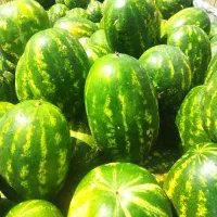 هندوانه بیضی به صورت عمده