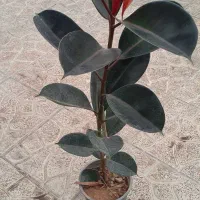 فیکوس بلک بزرگ