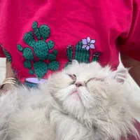 گربه پرشین|گربه|یزد, |دیوار