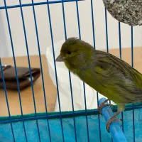 عروس هلندی ،قناری ،سهره