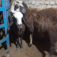بره نر