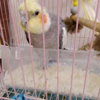 یک جفت عروس هلندی مولددستی دستی ورام