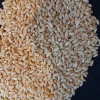 گندم آبی و دیم|خدمات باغبانی و درختکاری|بروجرد, |دیوار