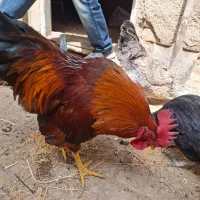 خروس جوان گوشتی