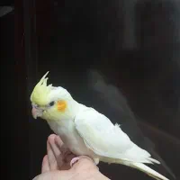 ۳ عدد عروس هلندی تازه دون خور|پرنده|کرمان, |دیوار