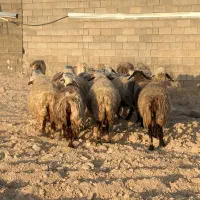 1۸راس میش داشتی