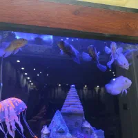 3عددماهی اسکار تایگر|ماهی|سنندج, |دیوار