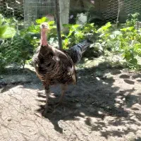 بوقلمون ماده