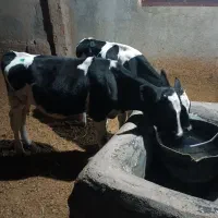 گوساله نر