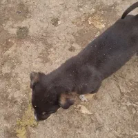 سگ نگهبان دو ماه رنگ مشکی