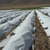 کاور(فوم) جلوگیری از سرمازدگی گوجه فرنگی|خدمات باغبانی و درختکاری|شیراز, ارم|دیوار