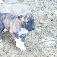 حیوانات|سگ|جلگه رخ, |دیوار