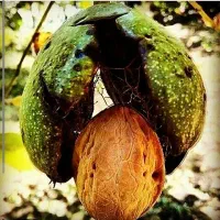 گردو و بادام میشکنم هر گونی ۸۰۰ هزار
