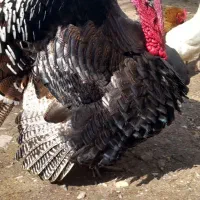 بوقلمون‌ و‌ خروس