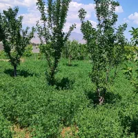 فروش-باغ-دراراضی-بنگین