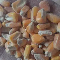 جو وارداتی دامی|عمده‌فروشی|شیروان (خراسان), |دیوار